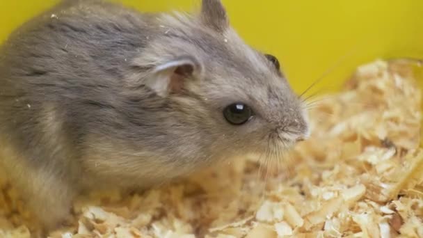 Små Grå Djungel Hamster Råttor Gula Hem Bur — Stockvideo