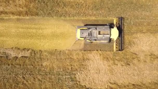 大規模な熟したコムギ畑を収穫する収穫者を組み合わせるの空中ビュー ドローンから見た農業 — ストック動画
