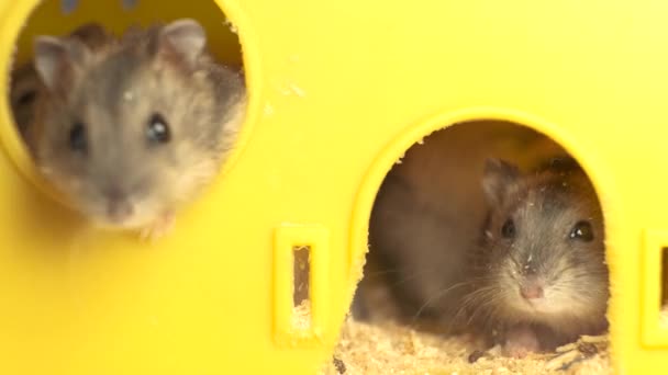 Pequenos Ratos Hamster Jungar Cinza Gaiola Amarela — Vídeo de Stock