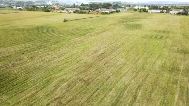 Vista Aérea Cosechadora Cosechadora Cosechadora Grande Campo Trigo Maduro Agricultura — Vídeo de stock