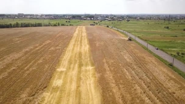 Aerial View Combine Harvester Harvesting Large Ripe Wheat Field — Stock Video