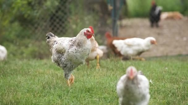 Domestic Chicken Walking Green Grass Feeding Rural Eco Farm — Stock Video