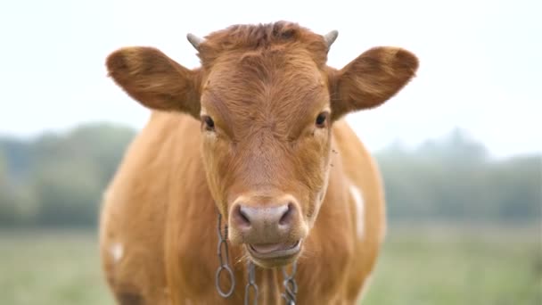 Коричневая Молочная Корова Пасущаяся Зеленой Траве Пастбищах — стоковое видео