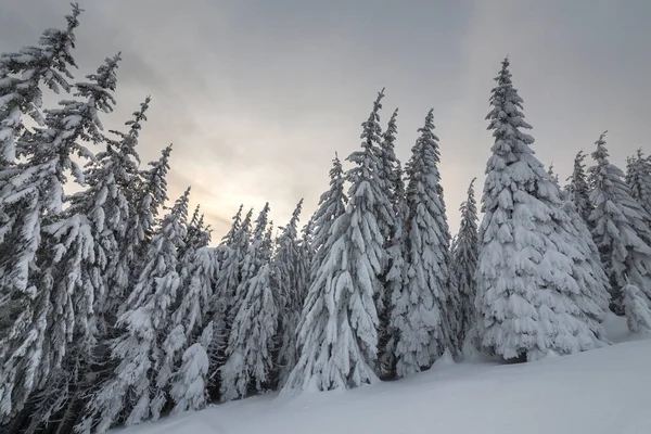 Linda Paisagem Montanha Inverno Árvores Abeto Alto Cobertas Neve Floresta — Fotografia de Stock