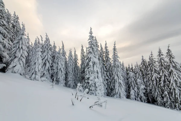 美丽的冬季山景 冬季森林中覆盖着积雪的高大云杉树和多云的天空背景 — 图库照片