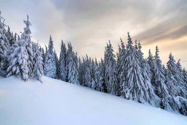 Piękny Zimowy Krajobraz Górski Wysokie Ciemnozielone Świerki Pokryte Śniegiem Szczytach — Zdjęcie stockowe