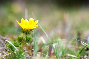 Yeşil bahar tarlasında açan küçük sarı yaban çiçeğini kapat..