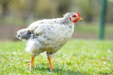 Geleneksel kırsal çiftlik çiftliğinde tavuk beslenir. Ahırda duran yeşil çimenli tavuğa yakın durun. Serbest tarım kümes hayvanları konsepti.