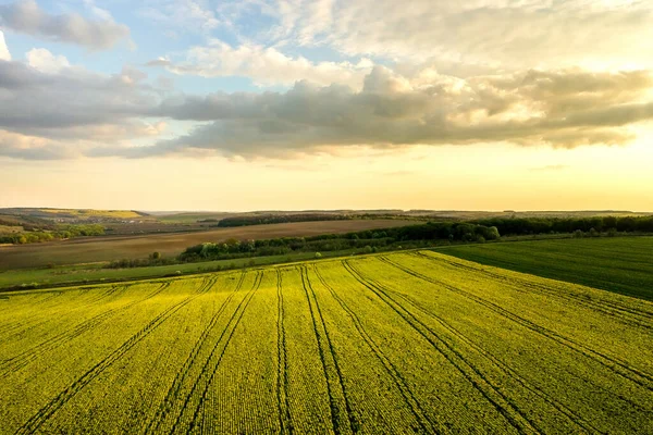 Luftaufnahme Eines Hellgrünen Landwirtschaftlichen Feldes Mit Wachsenden Rapspflanzen Bei Sonnenuntergang — Stockfoto