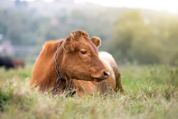 Brown Milk Cow Grazing Green Grass Farm Grassland — Stock Photo, Image
