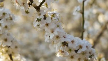 İlkbaharın başlarında bir ağaç dalında açan taze beyaz çiçekleri kapat..