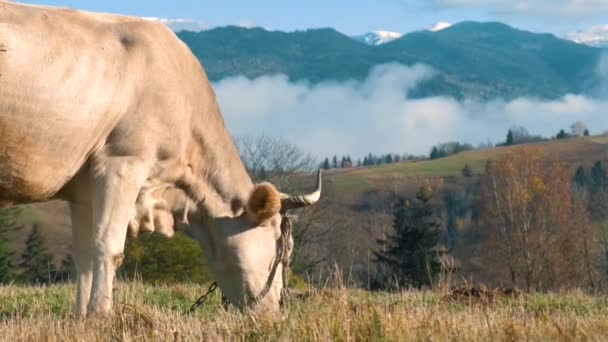 Farmářská Kráva Pasoucí Vysokohorské Louce Letních Horách — Stock video