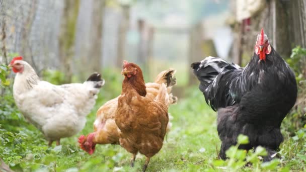 Csirke Hagyományos Vidéki Tanyát Eszik Tyúkok Pajtában Ökotelepen Szabadtartású Baromfitenyésztés — Stock videók