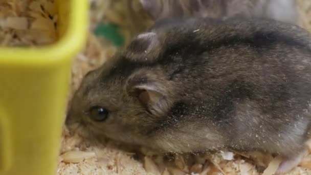 小さなグレーJungar Hamsterラットでイエローホームケージ — ストック動画