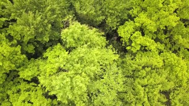 Flygfoto Grön Skog Med Tak Sommarträd Svajande Vinden — Stockvideo