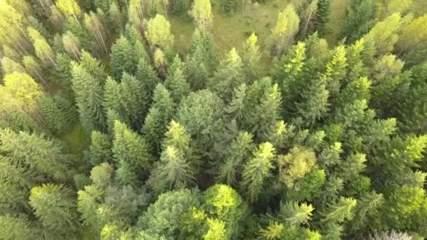 Luchtfoto Van Groen Dennenbos Met Luifels Van Sparren Bomen Zomer — Stockvideo