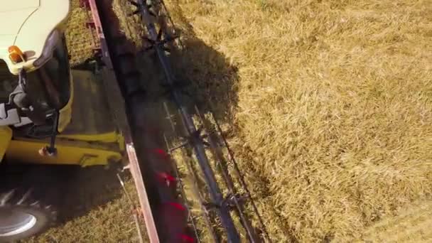 大規模な熟したコムギ畑を収穫コンバイン収穫の空中ビュー — ストック動画