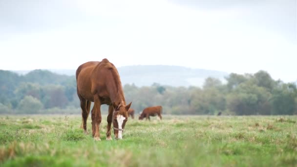 Όμορφο Άλογο Κάστανο Βόσκηση Στο Θερινό Πεδίο Πράσινοι Βοσκότοποι Επιβήτορα — Αρχείο Βίντεο