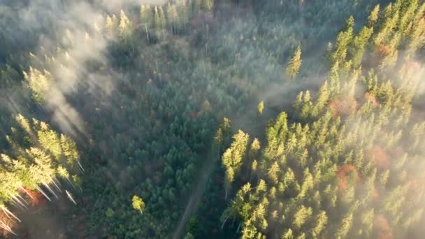 Вид Повітря Зелений Сосновий Ліс Навісами Ялинок Осінніх Горах — стокове відео