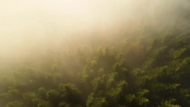 Sonbahar dağlarında çam ağaçlarından tepe örtüleri olan sisli yeşil çam ormanlarının havadan görünüşü.