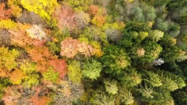 Yoğun çam ormanlarından yeşil ladin ağaçlarından gölgeler ve sonbahar dağlarında renkli, gür gölgeler..