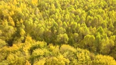 Parlak turuncu ve sarı yapraklı sonbahar ormanı. Güneşli sonbahar havasında sık ağaçlar.