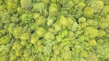 Yeşil yaz ormanlarının yukarıdan görünüşü ve bir sürü taze ağaç..