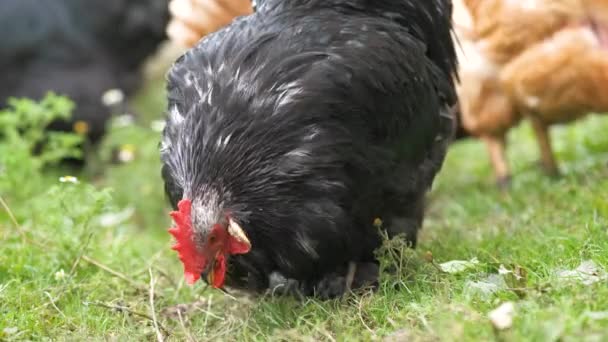 Close Frango Doméstico Alimentando Cemitério Rural Tradicional Galinhas Quintal Celeiro — Vídeo de Stock