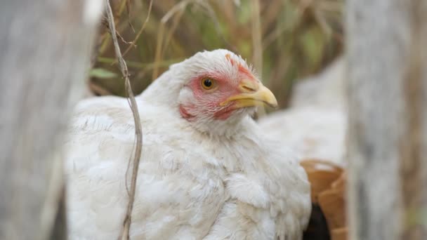 Galline Che Nutrono Del Tradizionale Cortile Rurale Primo Piano Pollo — Video Stock