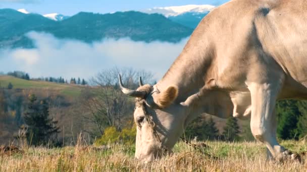 夏の山の高山牧草地での牧場牛の放牧 — ストック動画