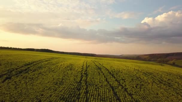 Flygfoto Över Ljusa Gröna Jordbruk Gård Fält Med Växande Rapsväxter — Stockvideo