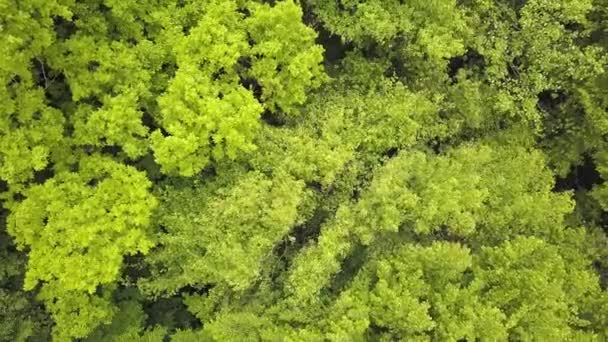 Légi Kilátás Zöld Erdő Lombkoronák Nyári Fák Lengő Szél — Stock videók
