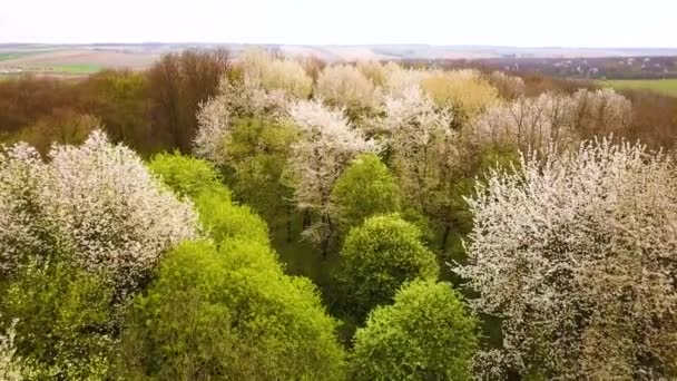 Widok Lotu Ptaka Kwitnącymi Białymi Drzewami Gęstych Lasach — Wideo stockowe