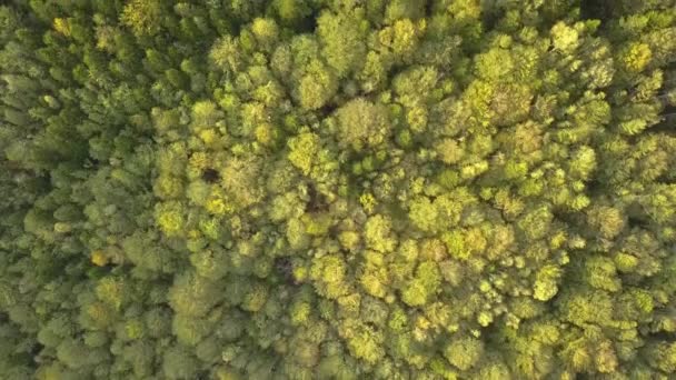 Veduta Aerea Della Verde Pineta Con Tettoie Abeti Rossi Nelle — Video Stock