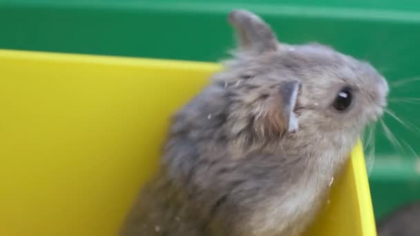 Pequenos Ratos Hamster Jungar Cinza Gaiola Amarela — Vídeo de Stock