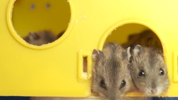 Pequenos Ratos Hamster Jungar Cinza Gaiola Amarela — Vídeo de Stock