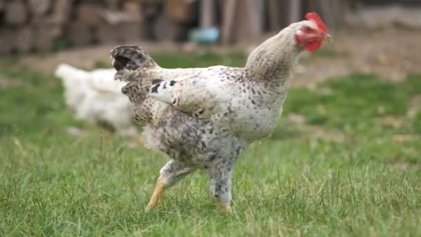 Домашняя Курица Ходит Зеленой Траве Питаясь Сельской Экологической Ферме — стоковое видео