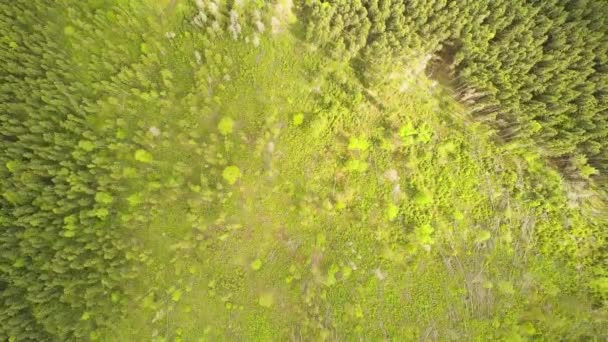 Vista Aérea Del Bosque Pinos Verdes Con Copas Abetos Las — Vídeo de stock