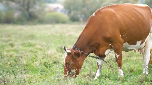 Pâturage Vaches Laitières Brunes Sur Herbe Verte Dans Les Prairies — Video