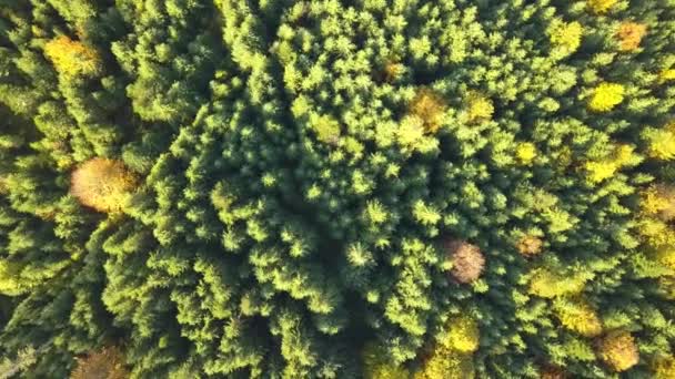 Top down aerial view of bright green spruce and yellow autumn trees in fall forest. — Stock Footage Top Aerial View Bright Green Spruce Yellow Autumn Trees Fall Royalty Free Stock Video