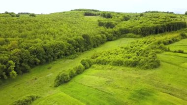 Yaz rüzgarında sallanan yeşil yapraklı orman ağaçlarından gölgeler..