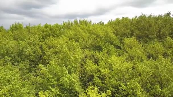 Himmel Skogsträd Med Gröna Blad Vinkar Sommaren Vind — Stockvideo