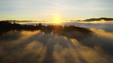 Spruce Ormanı 'ndaki koyu yeşil çam ağaçlarının hava manzarası sisli dağlarda gündoğumu ışınları ile parlıyor..