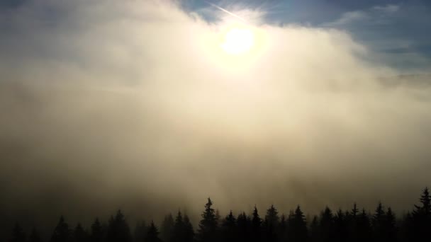 Flygfoto Över Mörkgröna Tallar Granskog Dimmiga Höstfjäll — Stockvideo