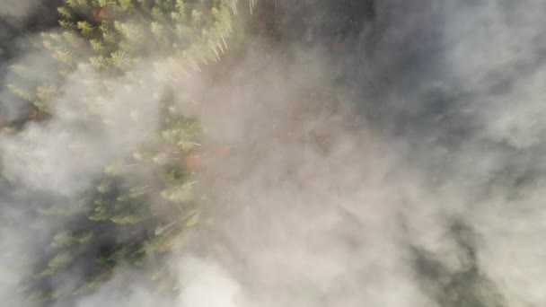 Widok Lotu Ptaka Zielony Las Sosnowy Baldachimami Świerków Jesiennych Górach — Wideo stockowe
