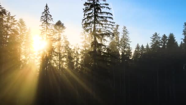 Mlhavě Zelený Borový Les Korunami Smrkových Stromů Paprsky Vycházejícího Slunce — Stock video
