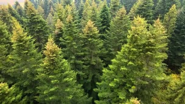 소나무 공중에서 내려다볼 수있으며 지대에는 가문비나무의 캐노피가 — 비디오