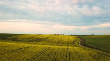 Parlak yeşil tarım tarlasının havadan görünüşü. Gün batımında büyüyen kolza bitkileri ve toprak toprak toprak yol..