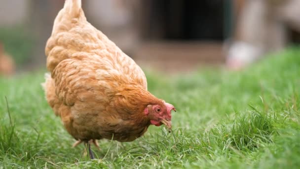 Κότες Τρέφονται Παραδοσιακό Αγροτικό Στάβλο Κοντινό Πλάνο Του Κοτόπουλου Στην — Αρχείο Βίντεο