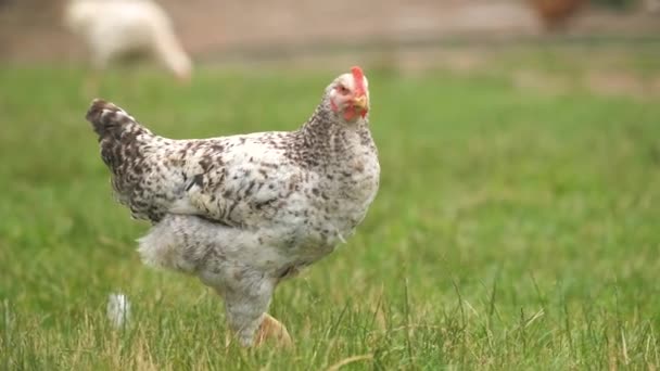 Binnenlandse Kip Die Groen Gras Loopt Zich Voedt Een Landelijke — Stockvideo